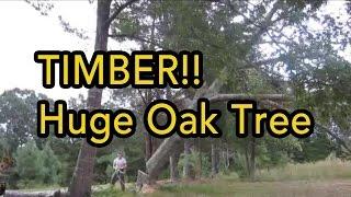 Cutting down huge oak tree with Harbor Freight electric chainsaw