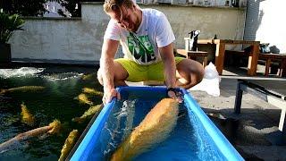 Modern Koi Blog #1299 - Die Ankunft von Chris 99 cm Karashigoi