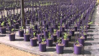 Production Nursery Work Flow Efficiency