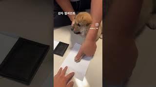감자 발싸인회