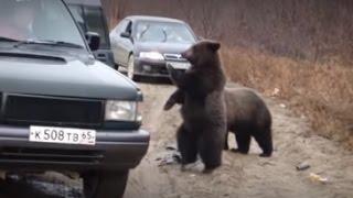 Рэкет на дороге (Медведи попрашайки)