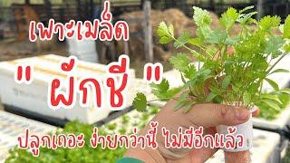 ทำไมพึ่งรู้ เพาะเมล็ดผักชี ปลูกง่ายมาก โตไว ทันเก็บ #ผักชี  #ปลูกผักไฮโดรโปนิกส์ #โบศรีปลูกผักชี