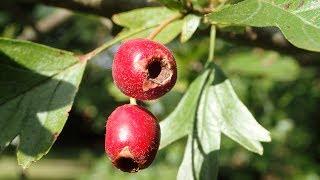 Hawthorn and sustainable harvesting haws