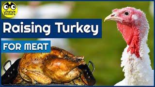 Raising Turkey for Meat - MUST KNOW!!! - (Beginners Guide)