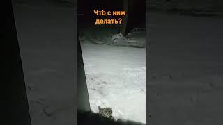 блудный кот
