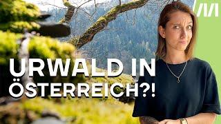 Urwald in Österreich? Welche Wälder gibt es hier wirklich?