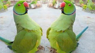 Funny Cute Parrot Natural Sounds