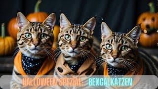 Katzenparade: Bengalkatzen rocken Halloween mit Style & Spaß - TiereXplore Siamkatzen Musik Video