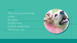 otitis canina