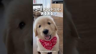 ゴールデンレトリバーあるあるコメント欄で教えてね.#犬 #犬のいる暮らし #愛犬  #犬のいる生活#ゴールデンレトリバー#goldenretriever #goldenretrieverlove