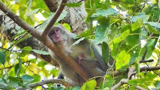 update Jane monkey sleep well on tree.