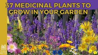 Natural Remedies at Your Fingertips: 37 Medicinal Plants to Cultivate in Your Garden!
