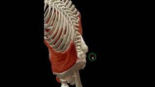 Spine flexion