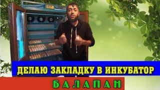 Делаю закладку в Инкубатор БАЛАПАН! В гости к Ерлану или как покупаю яйцо...