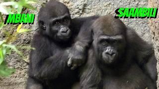 Mbani and Saambili: Gorilla BFFs