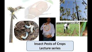 Lecture 3 Pests of Maize; 3a Borer pests