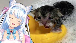 Milky Mew reacts to cat memes | Cats that threaten human existence