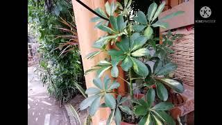 Ang swerteng halaman ( money tree & Five finger, Snake Plant) Joan Province life