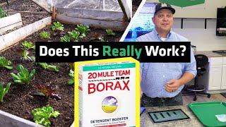 Can Borax Be Used in the Garden?