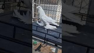 Гульбадам. Двухчубые голуби. Tauben. Pigeons. Palomas. Pombos. 비둘기. کبوترها. الحمائم.