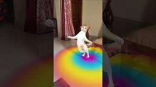 #funny #youtubeshorts #cat #catdance #shorts #trending #viral