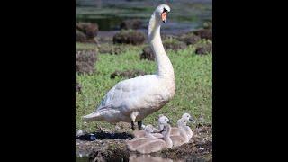 MUTE SWAN CYGNETS cruel world song