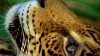 Jaguar trips on Ayahuasca DMT in Rainforest