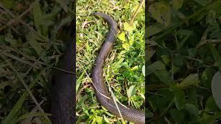 big poison snake #short #viral #video #shortviralvideo