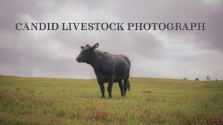 How to take candid livestock photos for Social Media