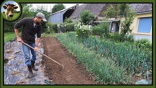 Semis des betteraves et des panais au potager. Travailler ou non son sol ? Les deux mon capitaine !