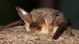 An introduction to British Bat's - The British Mammal Guide