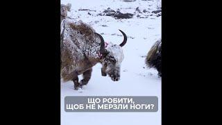 Що робити, щоб не мерзли ноги?