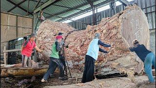 Sultan of Jepara furniture, super luxurious trembesi wood saw, ruby red fiber I Sawmill