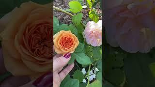 Роза выдала с одного куста разные цветы. Как такое возможно!? 