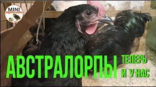 Австралорпы, теперь и у нас. Пробуем новую породу.