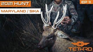 SIKA STATE RECORD IN MARYLAND?? - 2021 Tethrd Hunt Tour