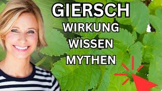 Giersch Wirkung, Wissen & Mythen 