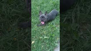 French Bulldog / Французский Бульдог #frenchbulldog #французскийбульдог #puppy #dog #BatmanSelina