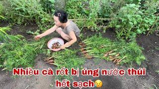 #452Lũ Lụt Ở Đông Bắc Trung Quốc,Vườn nhà ảnh hưởng Nhiều Cà rốt Bị úng Nước Thúi hết sạch