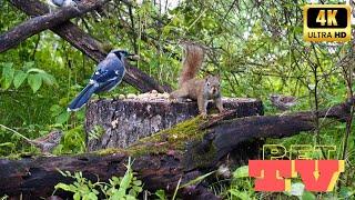 Busy Baby Squirrels and Beautiful Birds | Entertain Your Cat or Dog with Pet TV