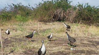 jerat ruak-ruak di tempat yang sangat ok(bird trap)