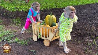 YiYi and YinYin go to the market to buy pumpkins and ask grandpa to cook for Ủn ỉn