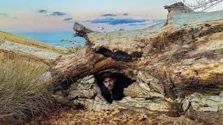 I turned a fallen and dead tree into a safe and comfortable shelter with a fireplace|#bushcraft