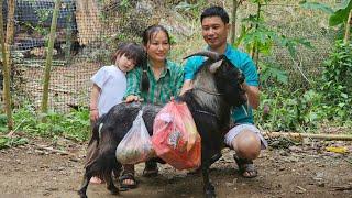 life is fun when smart goat helps make cake ingredients | Ly Phuc An