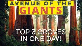 We Found The 3 Best Redwood Groves In Avenue Of The Giants!