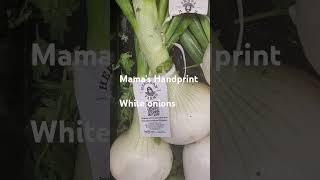 Mild white onions #Sweet#Nature#Healthy#Spring and Summer#Mama's Handprint#Shorts