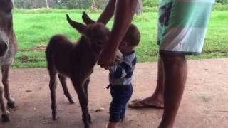 Baby meets mini donkey