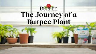 The Journey of a Burpee Plant