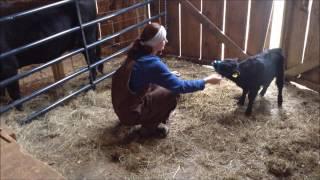 TAMING A BULL CALF