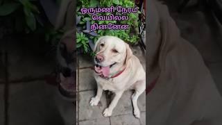 எப்படி இருந்த நான்.?? |#dog #freefire #shorts #comedy #pets #yt #lab